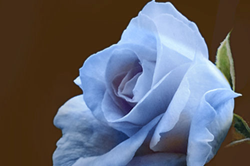 fiore